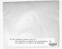 Rhytisma acerinum image